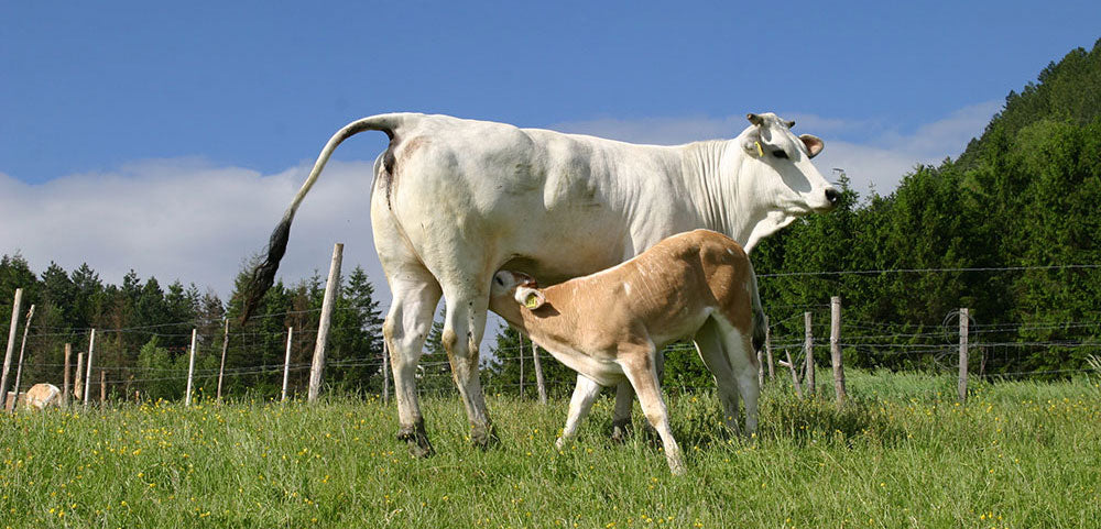 Costata de Chianina IGP – Côte de bœuf Génisse Toscane