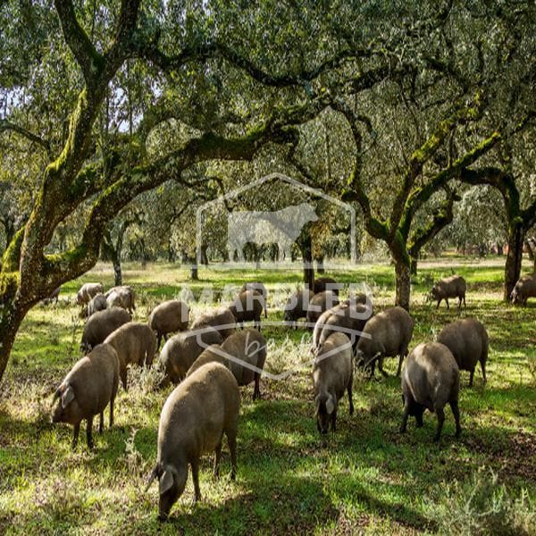 Ribs de Porc (Travers) Ibérique Bellota ±1kg - Marbled Beef